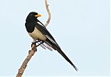 Yellow-billed Magpieborder=